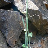 Cissus salehi (Dixam-Wadi Derhour, Socotra) sp nova  (rooted cutting)